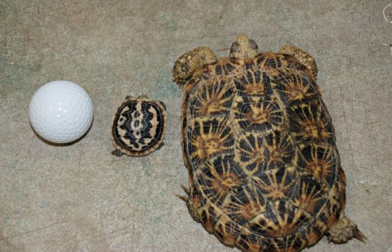 有一种乌龟有个好听的名字：饼干龟