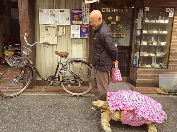 世界上最有耐心的宠物主人 东京街头遛巨型乌龟