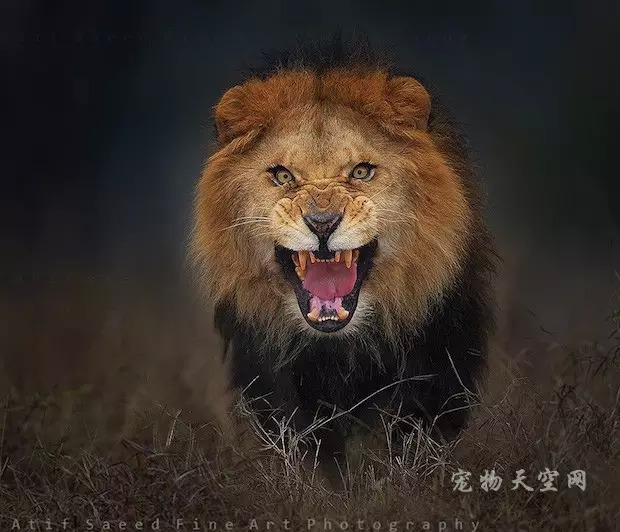 在愤怒的狮子攻击前 摄影师拼命拍下了这张照片
