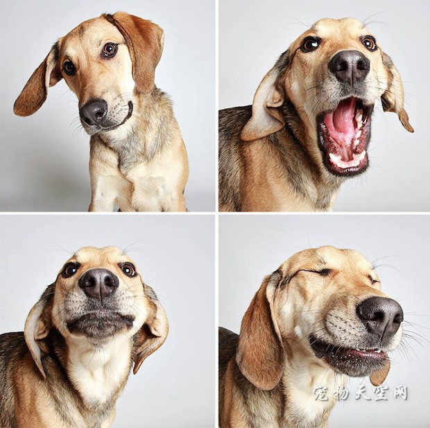 流浪狗狗的艺术照 帮它们找到一个幸福的家