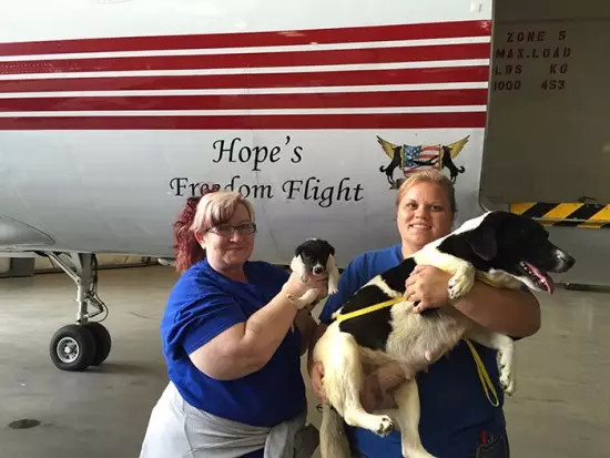 飞行员志愿者开飞机带即将被安乐死的狗狗找新家