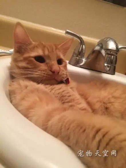洗手池与猫咪（组图）