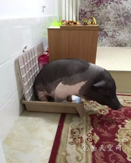 北京姑娘养了一只170斤的宠物猪