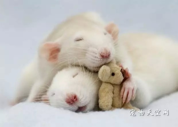 照片来证明老鼠也可以很萌很可爱