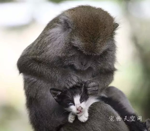 印尼长尾猴寸步不离照料小猫 将其视如己出