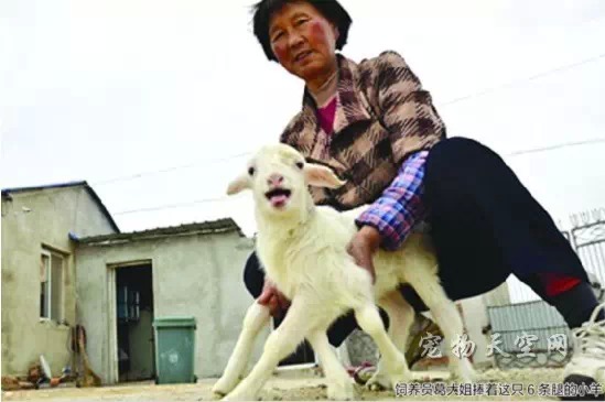 安徽惊现“六腿羊” 非常健康而且特能吃
