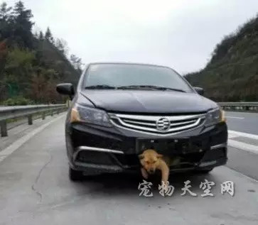 狗坚强被车撞嵌进车身 车载其跑400公里