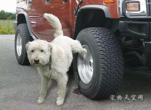 狗狗为何喜欢在轮胎上撒尿？四招可避免爱车被狗伤的方法