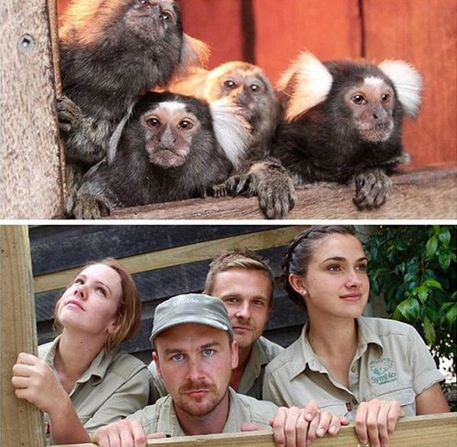 澳大利亚动物园管理员模仿动物照片 蹿红网络