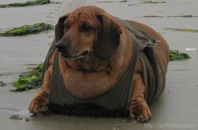 世界最胖的腊肠犬减肥成功  你还好意思贪吃吗