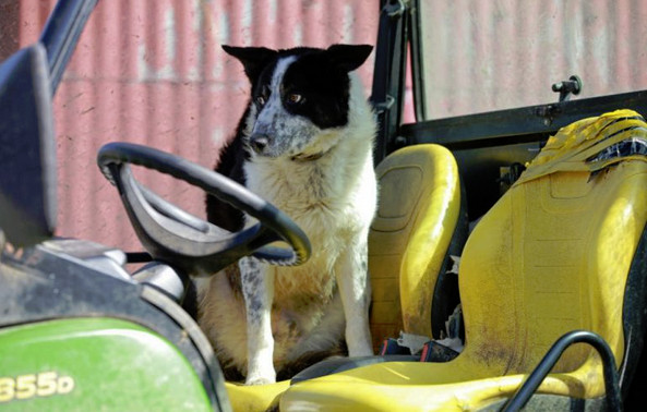 边牧偷开拖拉机上高速致大堵车  边牧果然是最聪明的狗