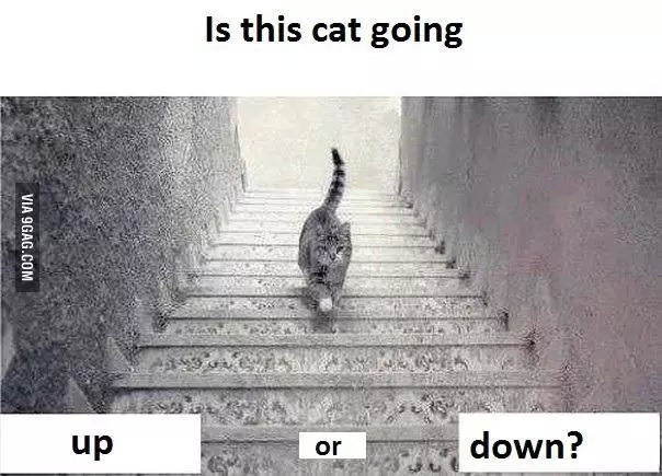 这只猫到底是在上楼，还是下楼？