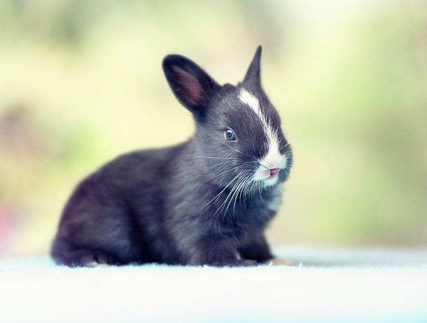 小兔子如何长大的