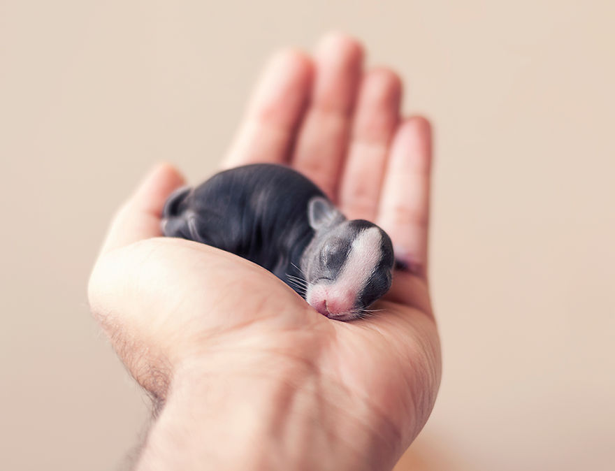 摄影师用照片记录：刚出生的兔子长大的过程