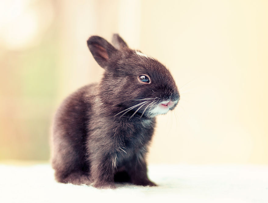 小兔子如何长大的