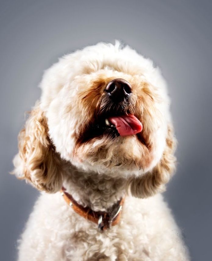 狗狗舔舌头照 鼓舞人们接受治疗犬与孩子在一起