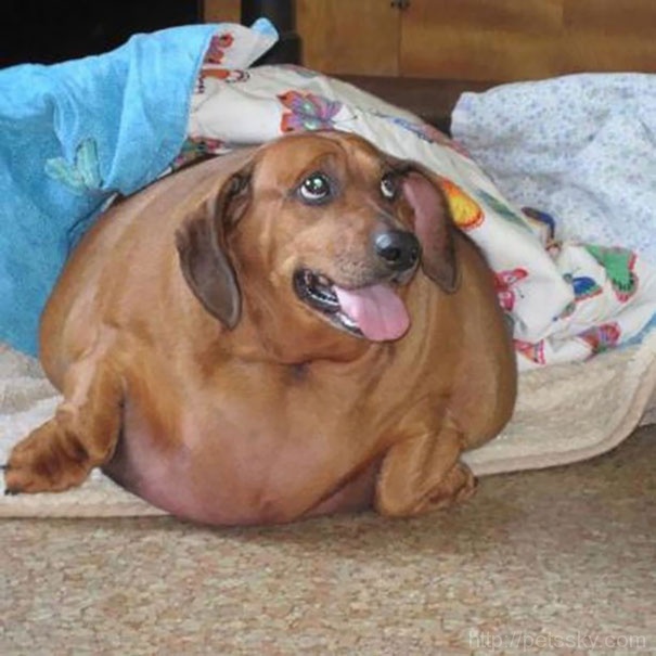 美国腊肠犬Dennis过度肥胖  主人帮它一年减去79%的体重