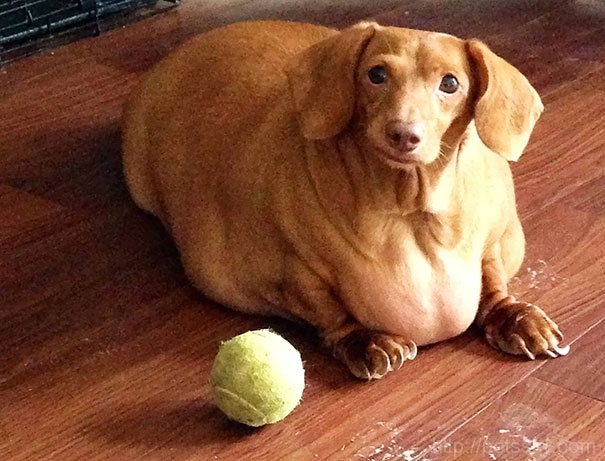美国腊肠犬Dennis过度肥胖  主人帮它一年减去79%的体重