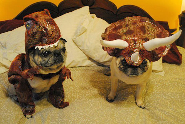 给你的狗狗穿上三角恐龙服装使它变身恐龙