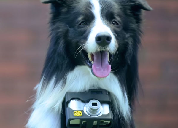 世界上第一位“狗狗摄影师”诞生  做到真正“用心拍照”