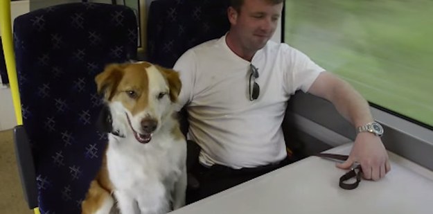 苏格兰一狗狗蓄谋 “越狱”已久  偷跟主人坐火车