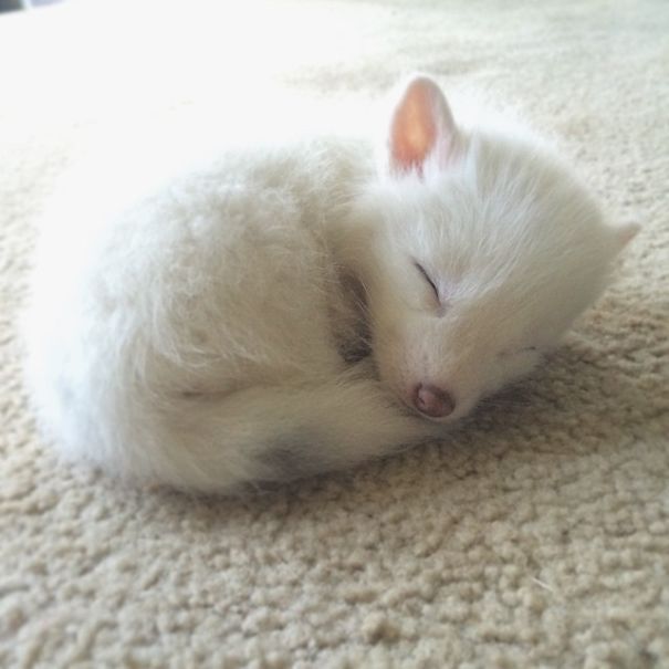 新萌宠红狐狸宝宝网络爆红，被评为最能睡觉的宠物