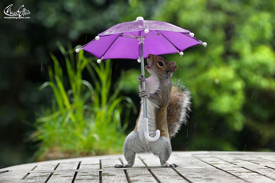 英国摄影师给松鼠做了一把小伞  松鼠打着伞萌萌哒