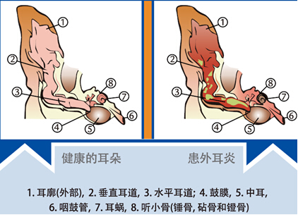 宠物耳道疾病的初期症状和外耳炎
