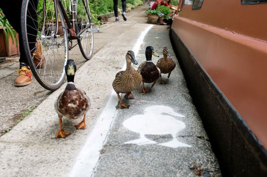 英国为鸭子建立了专用道  呼吁与动物分享“路权”