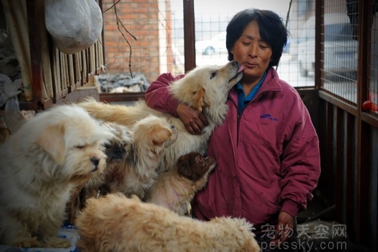 这就是杨晓云，一位65岁的退休女教师，呼吁停止杀狗