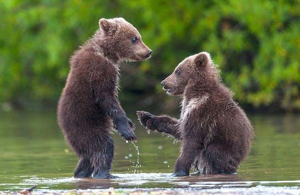 俄国两只熊崽争执后  握手“言和”萌照蹿红网络