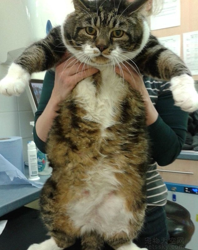 英国一只“吃货”猫咪  被强制带到动物中心减肥