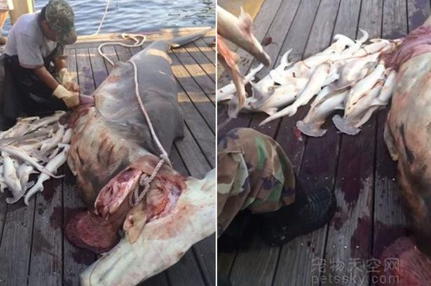 美渔船拖行鲨鱼妈妈致死，腹中剖出34只小鲨鱼