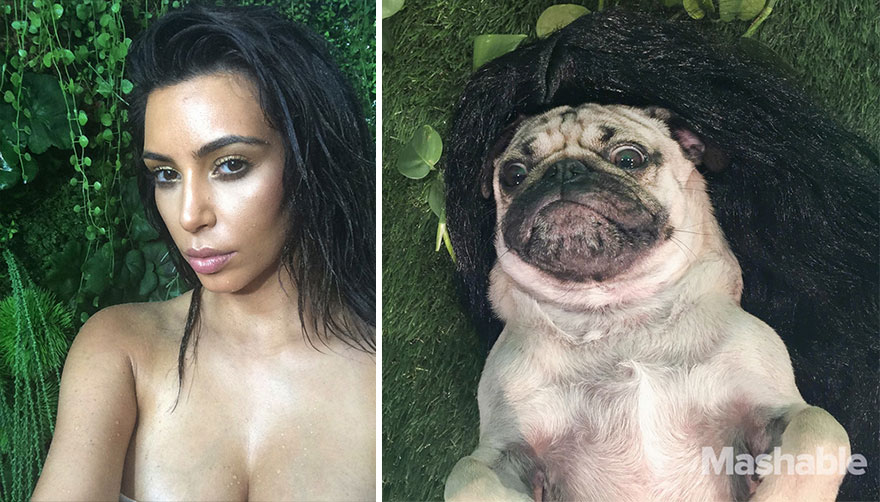 巴哥犬模仿性感美女Kim Kardashian