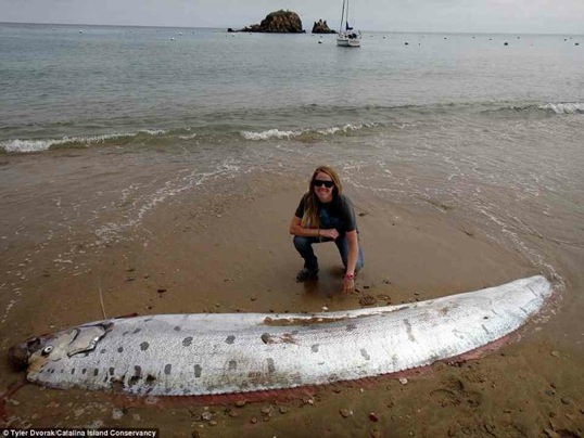 美国加州海岸惊现一条怪鱼尸体  约5.18米