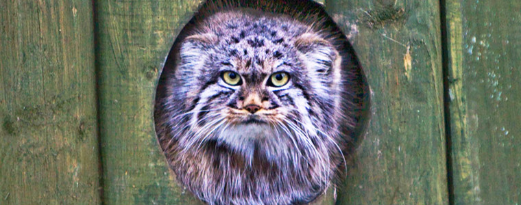 世界上表情最丰富的猫科动物——兔狲（帕拉斯猫）