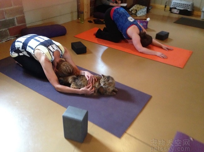 瑜伽爱好者与流浪猫共同锻炼 呼吁人们来收养它们