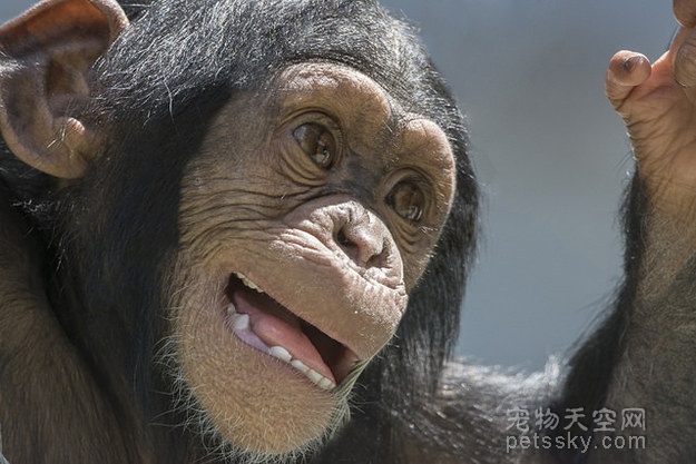 猩猩演绎人类的24种表情 精辟入里（二）