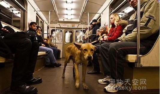 生活在莫斯科地铁里的流浪狗:坚强得让人心酸