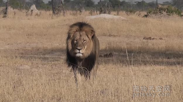 美国牙医在非洲猎杀狮子 引起全球网友的愤怒