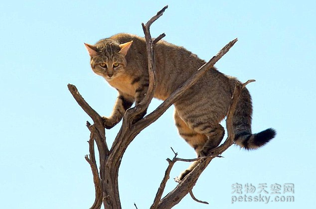 非洲野生猫咪被猞猁逼急了 竟然飞起来了