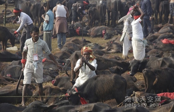 尼泊尔在女神节里宰杀数十万只动物 比狗肉节还臭名