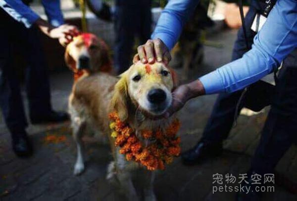 提哈节是尼泊尔第二大节日 狗狗在这一天受到高待遇
