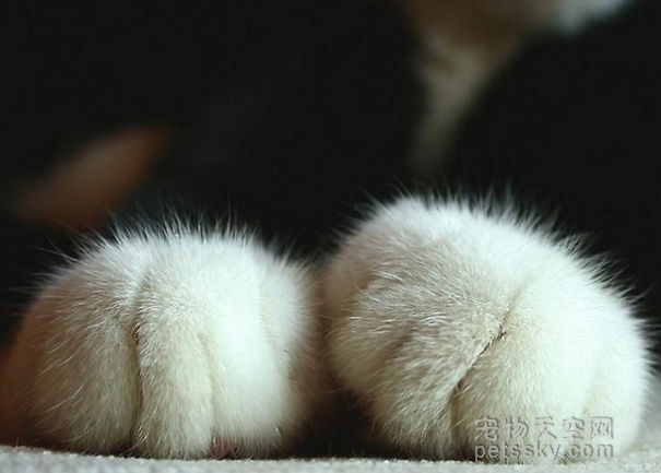 今天分享10张猫咪可爱的小爪子照片,还有什么比这毛茸茸的萌物更可爱