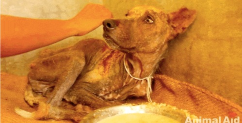 印度一只流浪狗原本缩在墙角等待死亡 结局很意外