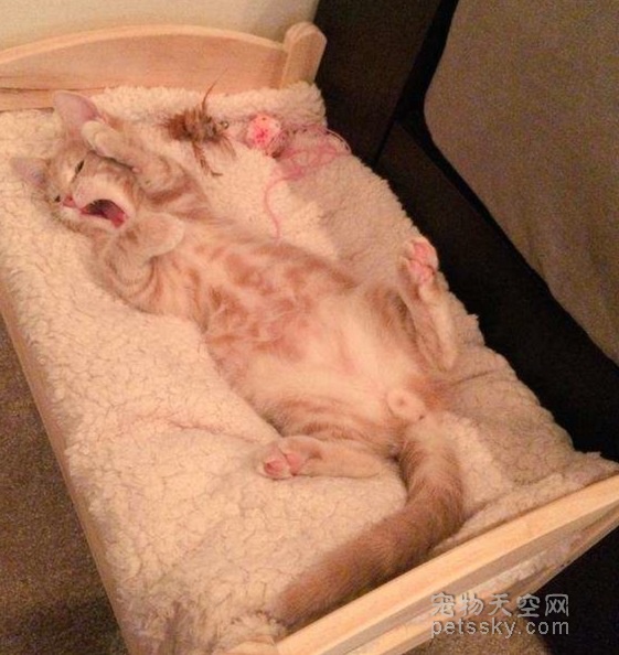 爱猫主人让猫咪睡孩子的玩具床 场面很温馨