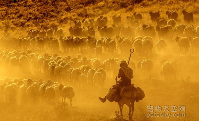 土耳其牧人赶羊的壮观景象 让人叹而观止
