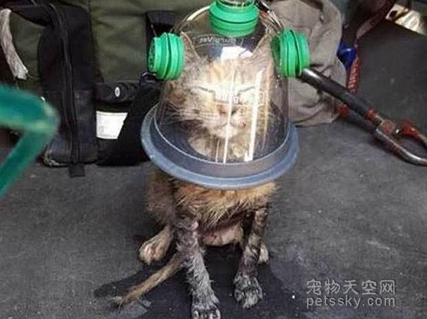 宠物的救命神器：宠物专用氧气罩