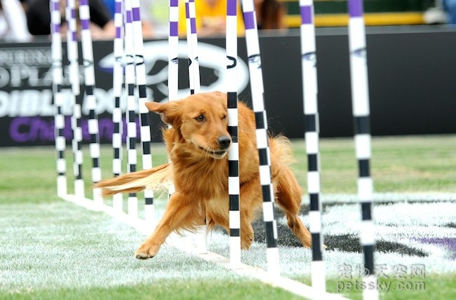 波士顿首次举办大型狗狗挑战赛 众狗狗决一高低