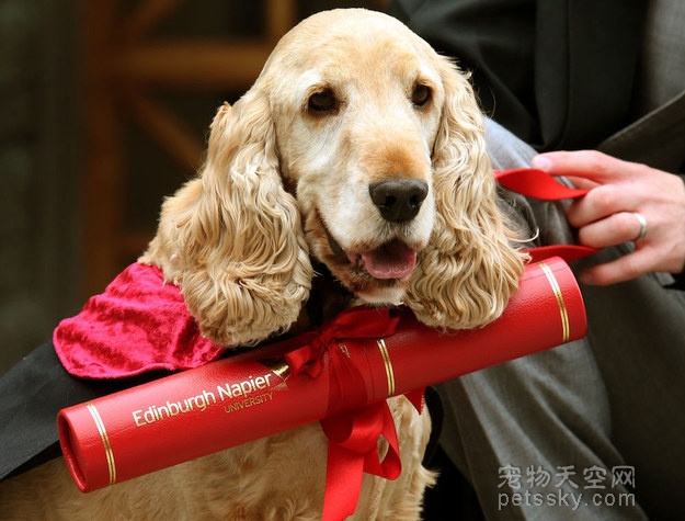 英国大学生带着穿“情侣装”的狗狗 参加大学毕业典礼